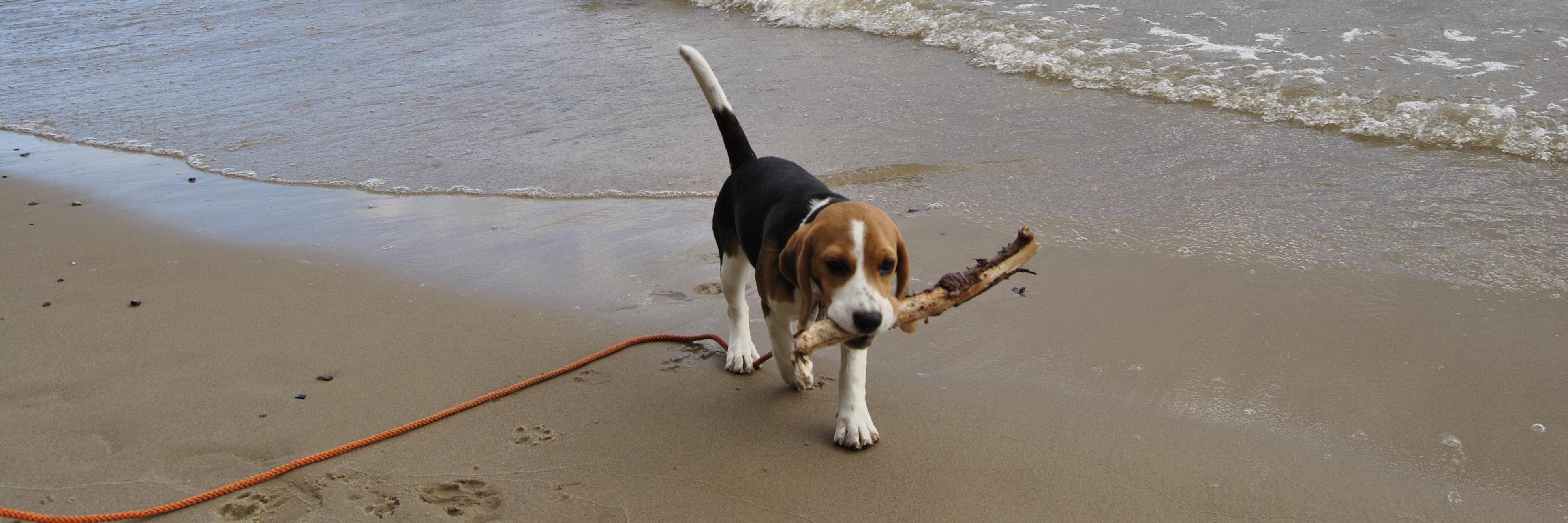 ElsaInuBeagle's profile banner image