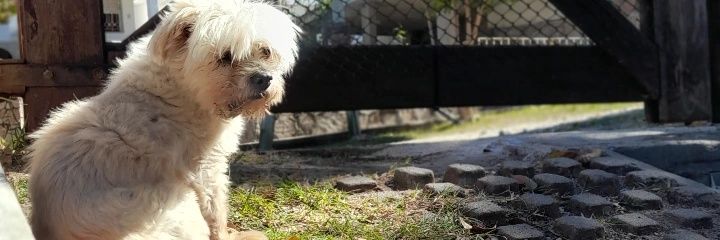 agosbocanegra's profile banner image