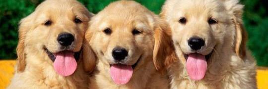 _animallovers's profile banner image