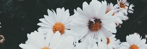 wennyfy_'s profile banner image