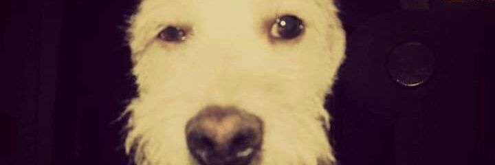 elza patito banner