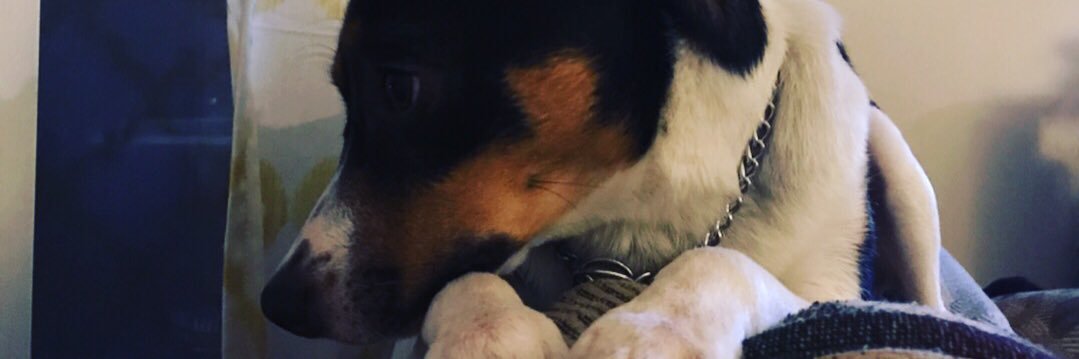 sjpaetsch's profile banner image