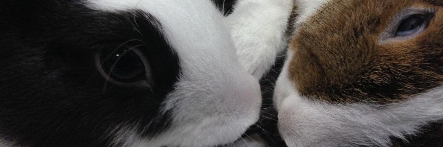 lilywhitec's profile banner image