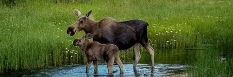 True Blue Moose🫎💙 banner