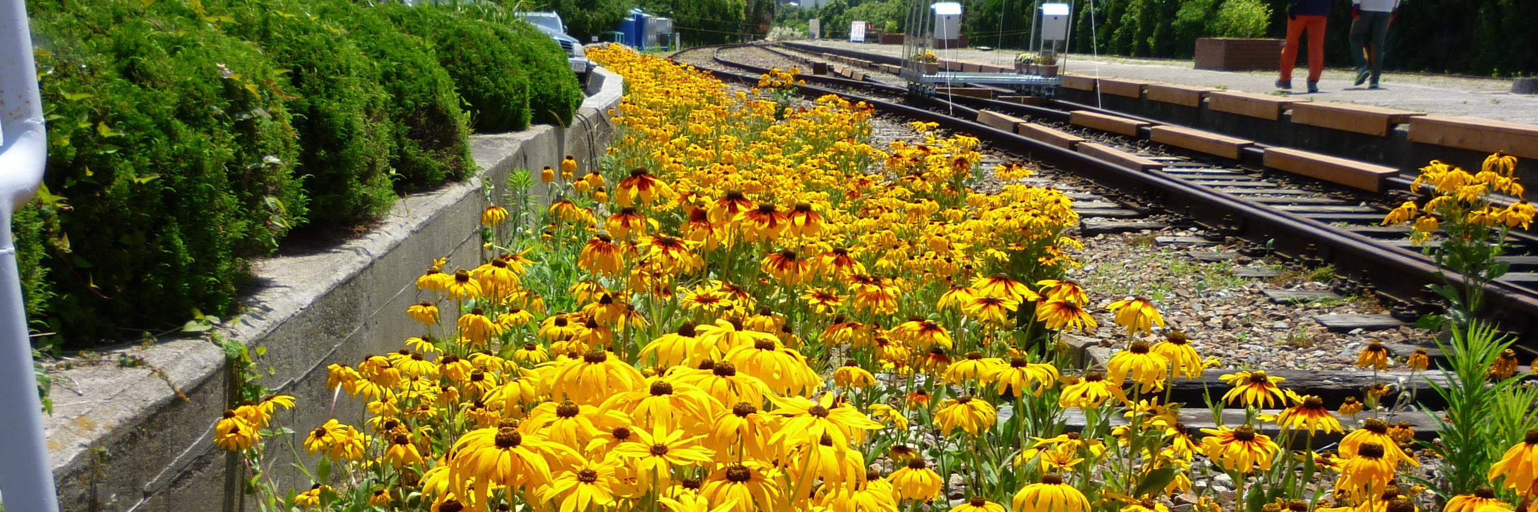 Oliver Searle banner