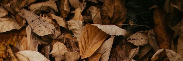 Sarizzina's profile banner image