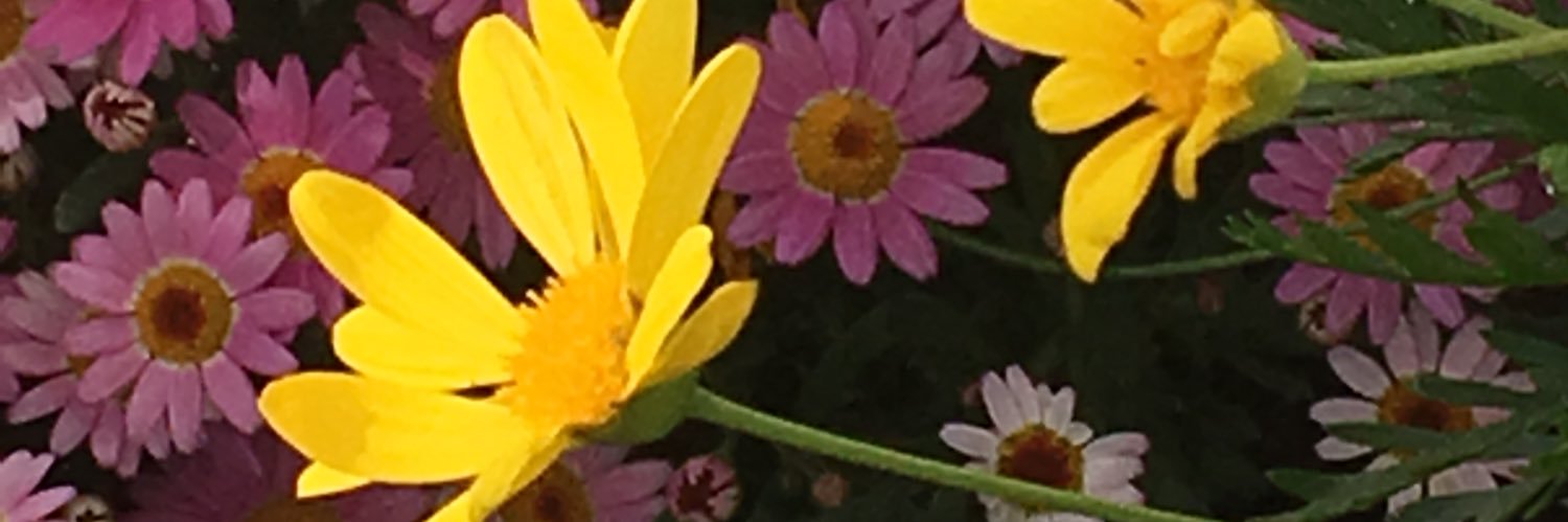StaceyMSwanson's profile banner image