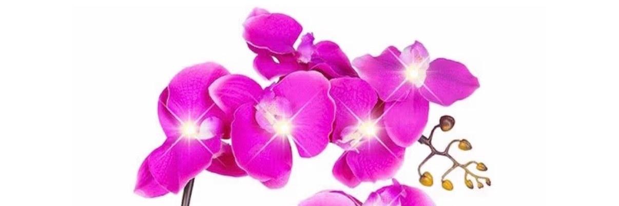 Kenzieofcrrc's profile banner image