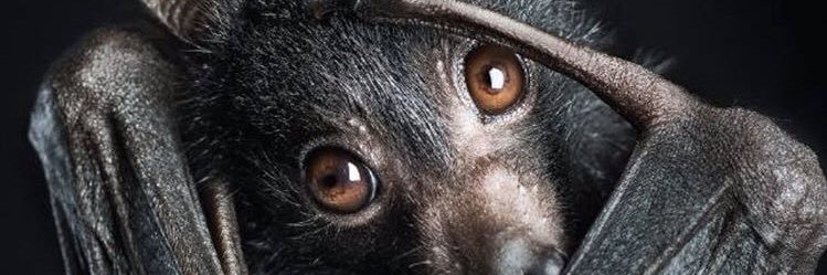 LexxiRotten's profile banner image