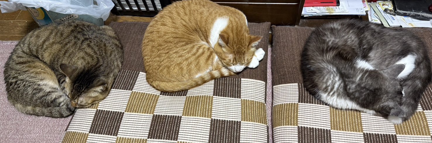 さゆり@さゆたそ banner