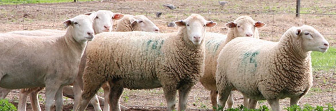 Green Sheep ™️ banner