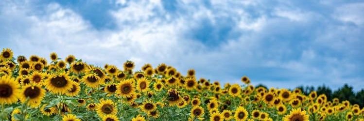 TOMORROW'S HEADLINES banner