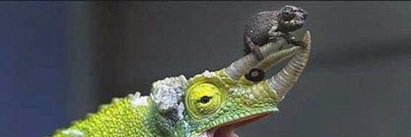 Theodore Lu | 耀 (ヨウ) 🧋 banner