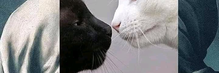Rayovagabundo84's profile banner image