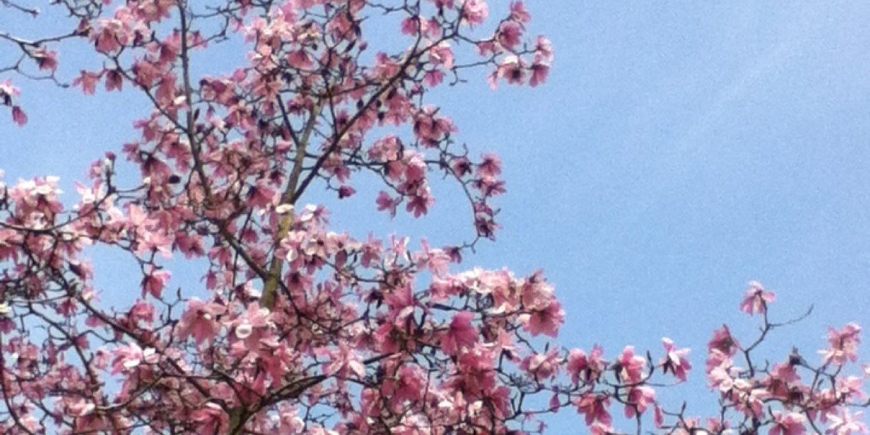 Alice Plaskett banner