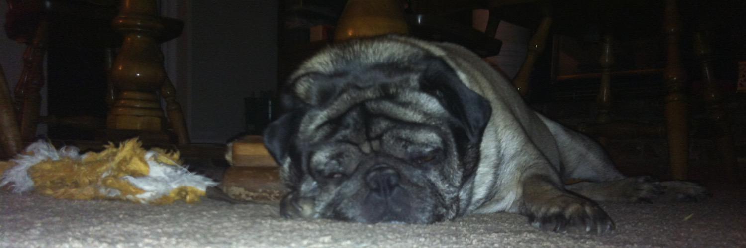 Mothepug1's profile banner image