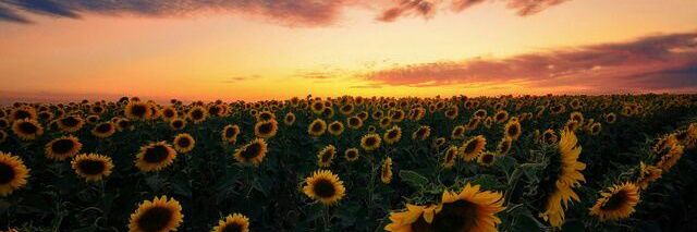 ShayleeMorton's profile banner image
