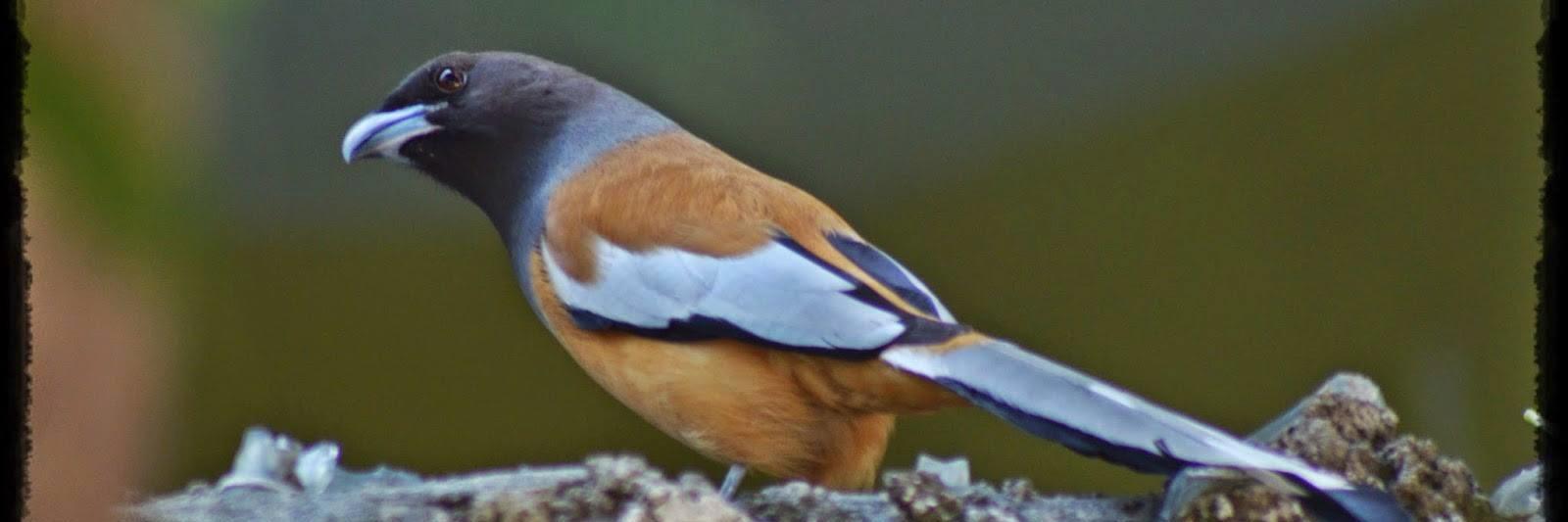IndianBirdPics's profile banner image