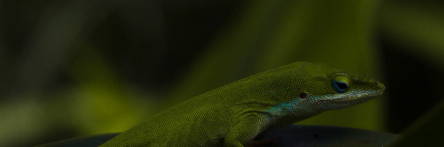 NeonPhag's profile banner image