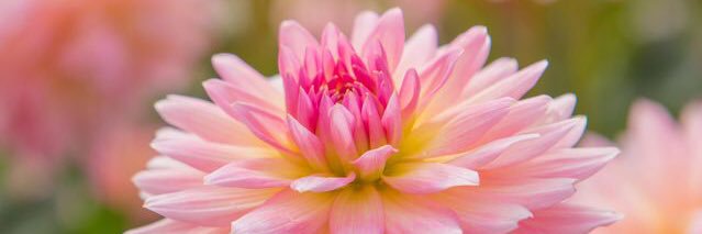 Amber Winkelman banner