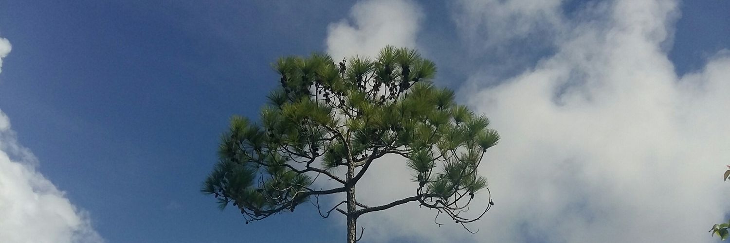 CarolAmina's profile banner image