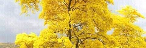 omairaFermin's profile banner image
