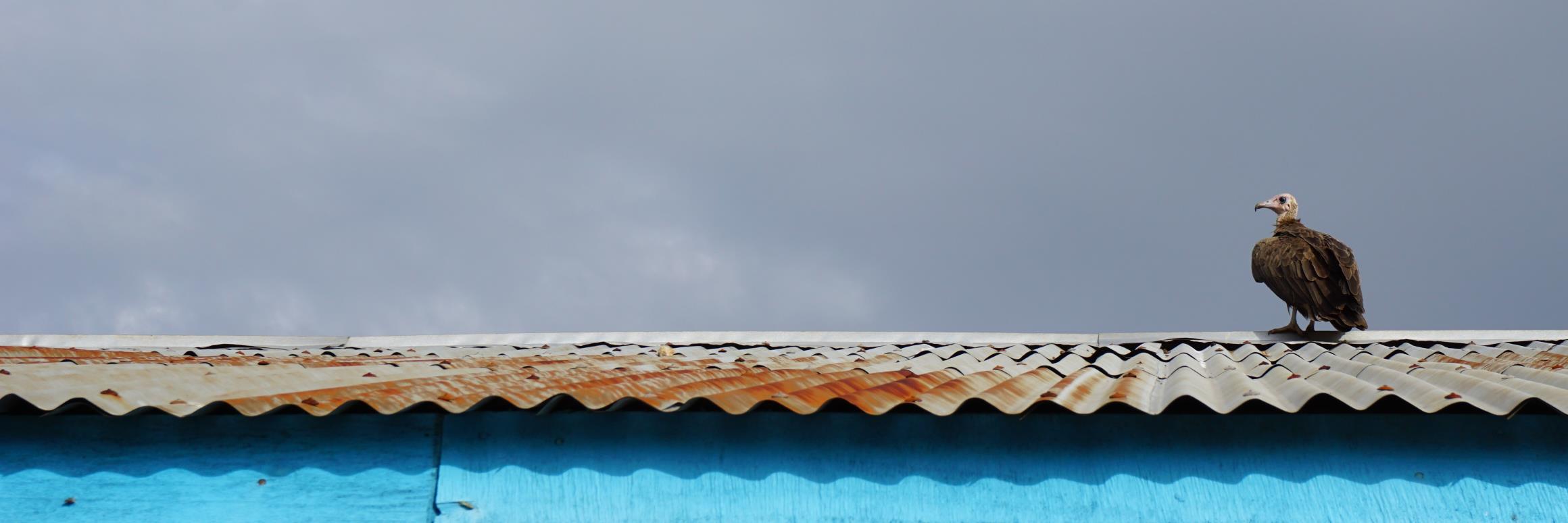 Catherine McGowan banner