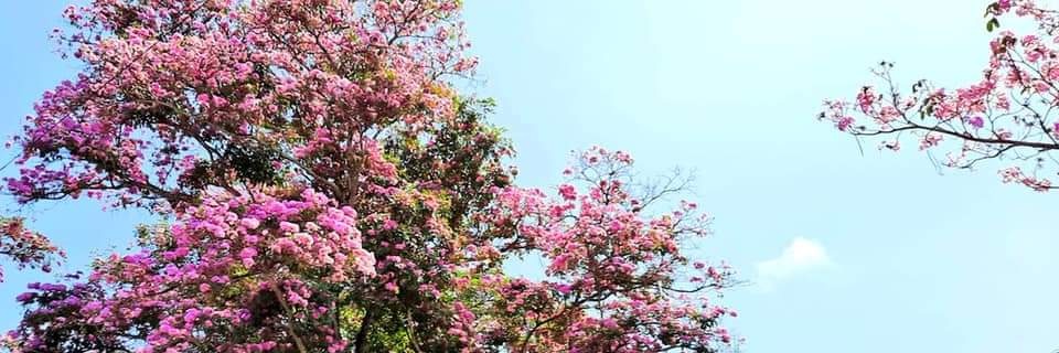 andreaehdz's profile banner image