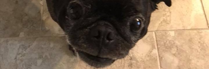 brileafe's profile banner image