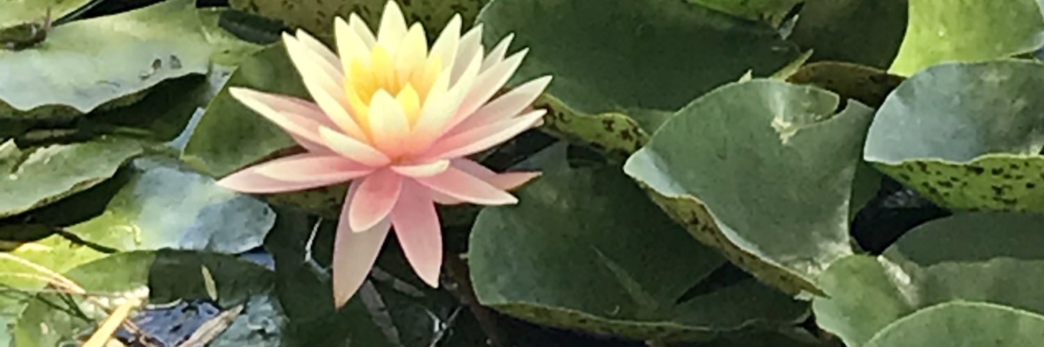 Angelbjg's profile banner image