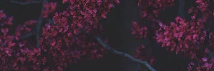mountain_gyp's profile banner image