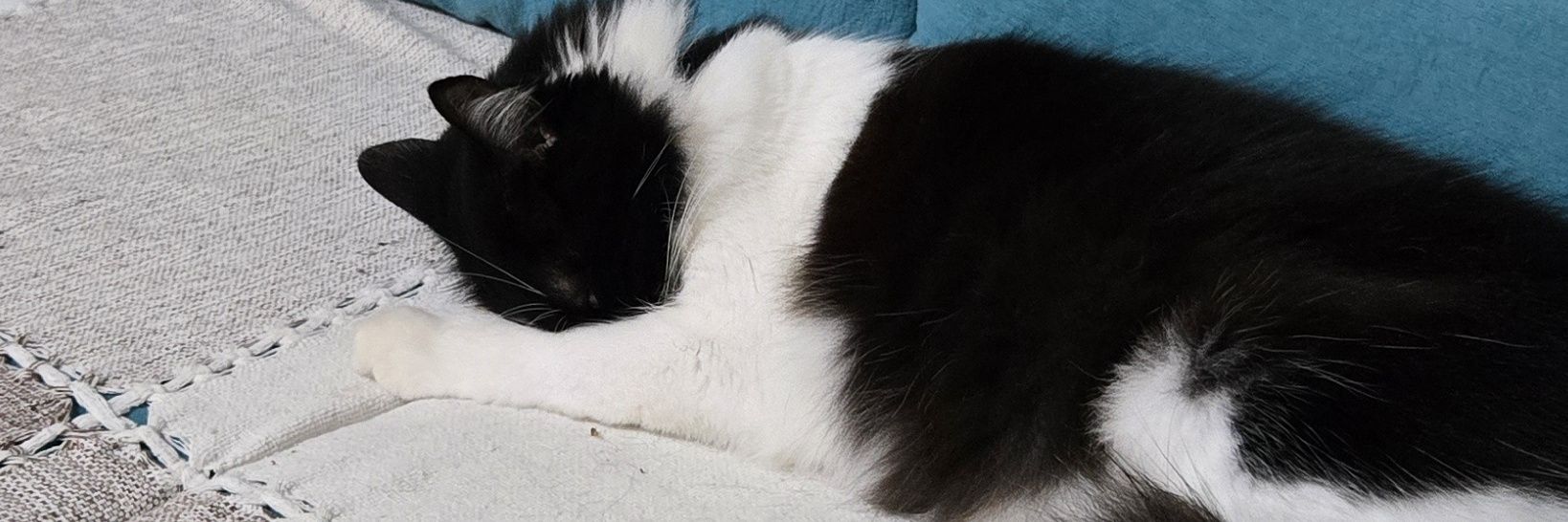 boa noite peruca banner