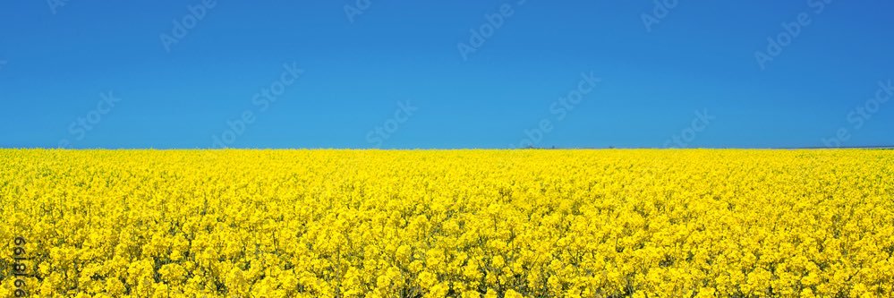 Hispanic Citizen 🥑's banner