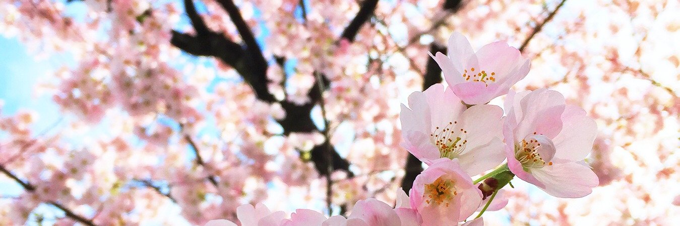 ItsAmandaKai's profile banner image