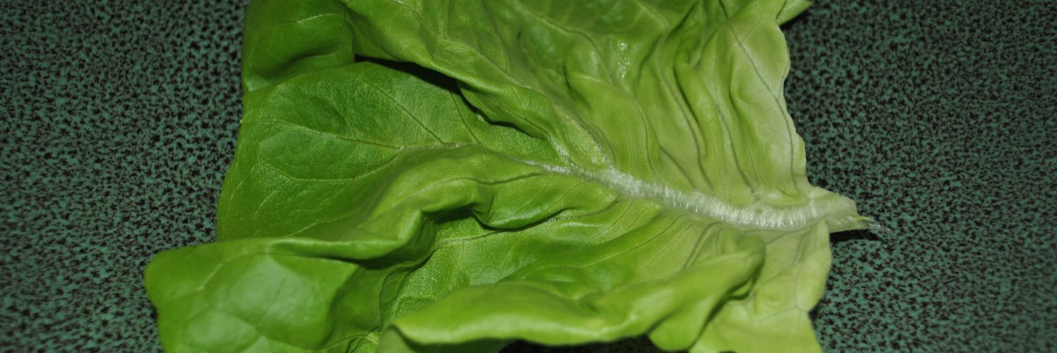 picsoflettuce's profile banner image