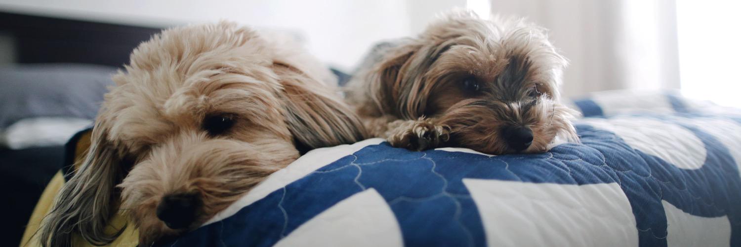 awbark's profile banner image