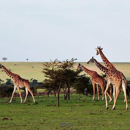 LawrenceKibet's profile banner image