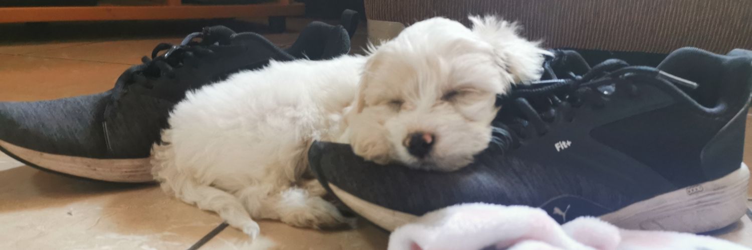 Cheesarito 🧀 banner