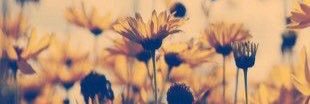 _evaaaaaaa's profile banner image