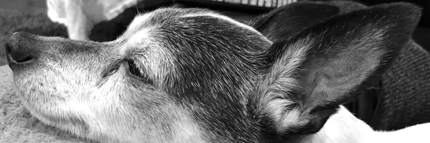 Tara DeTurris banner