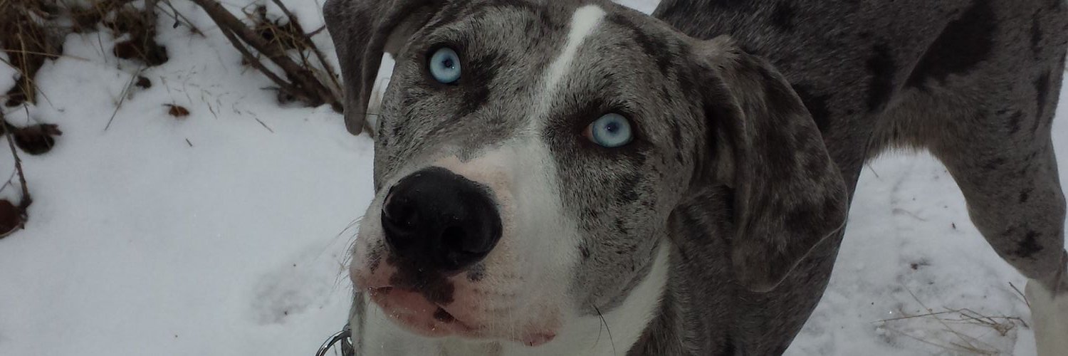 dylmatthews's profile banner image