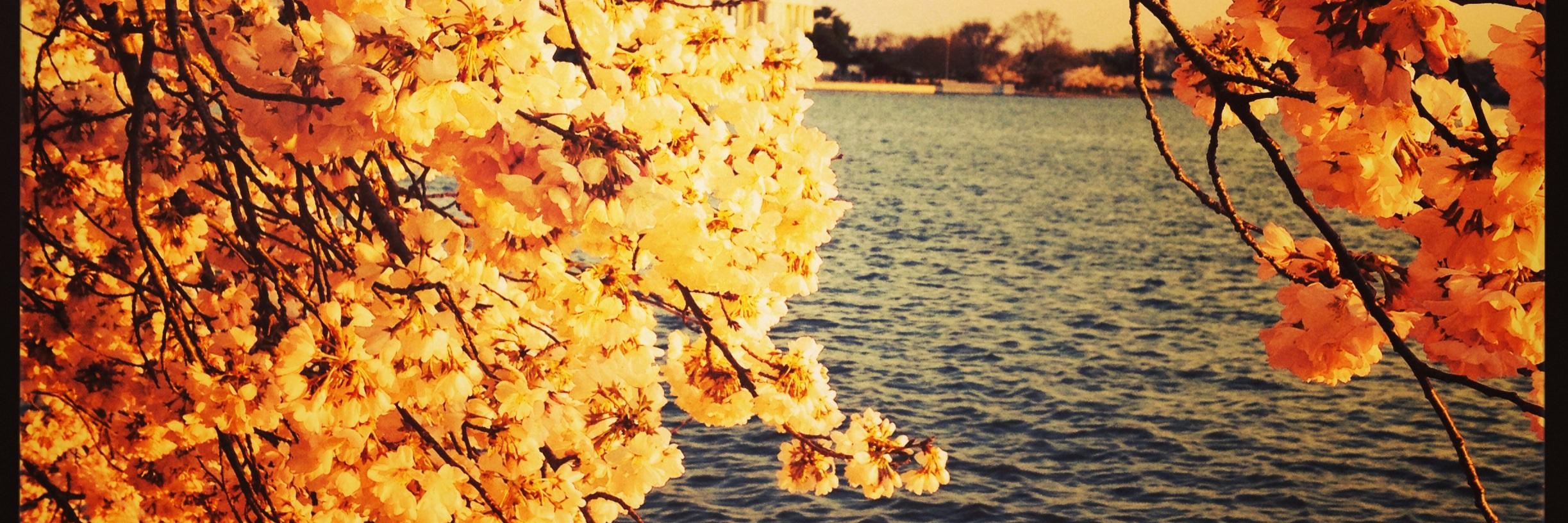 Deborah Maxson banner