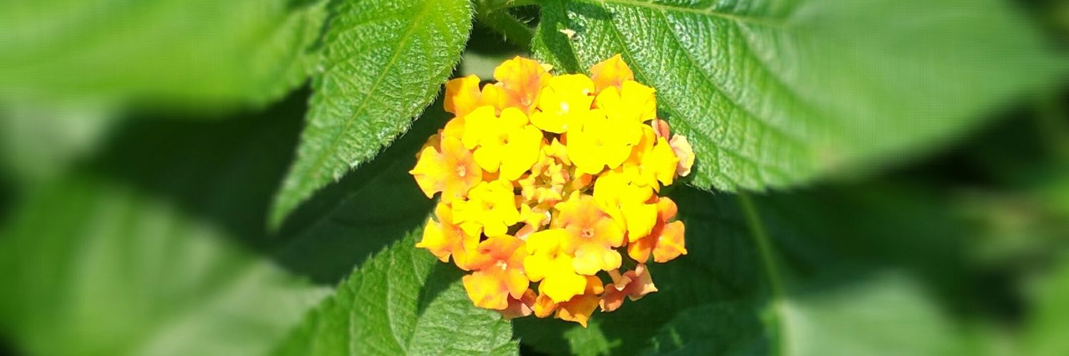 PrashantSamajik's profile banner image