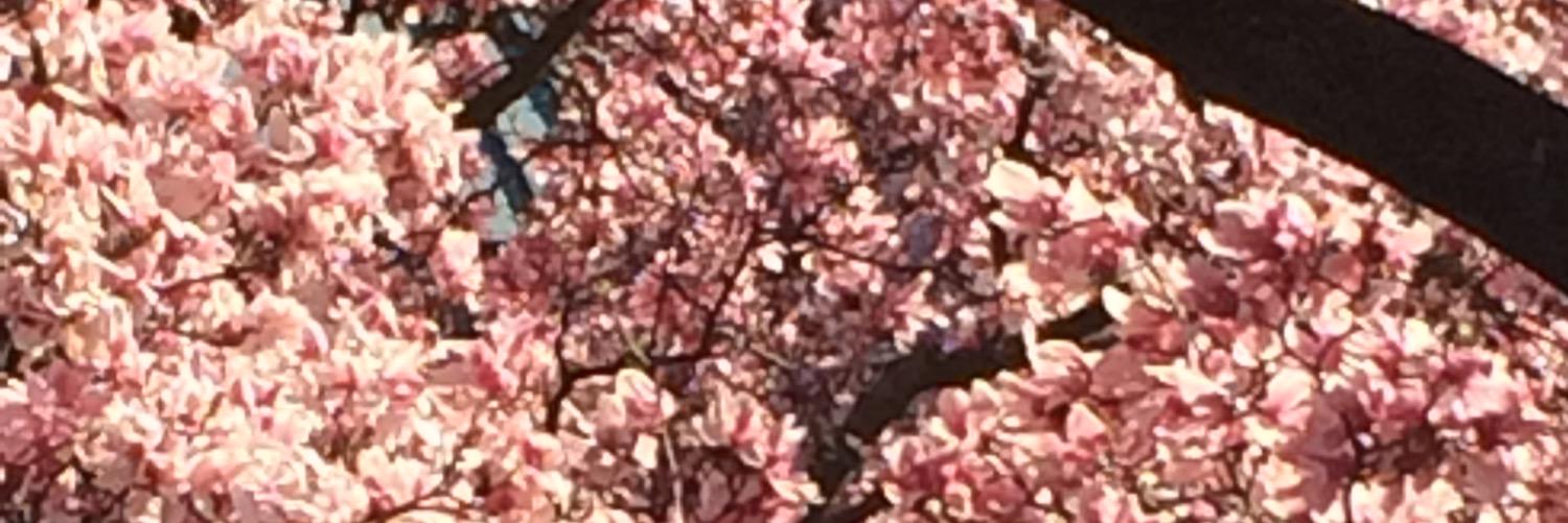 MishaRCarter's profile banner image