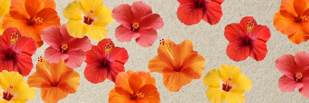 Grace Santamaria banner