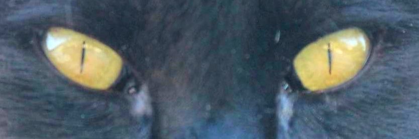 DanzigsCat's profile banner image