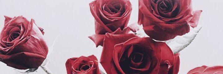 shintaayuap's profile banner image