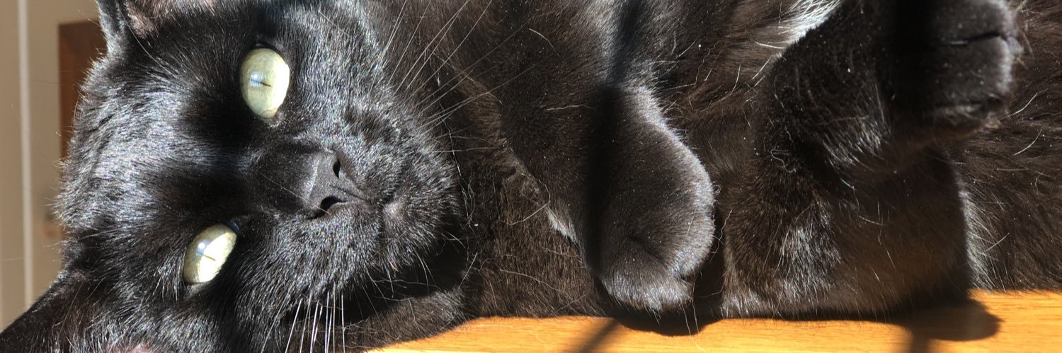 tatters of a spiderweb banner