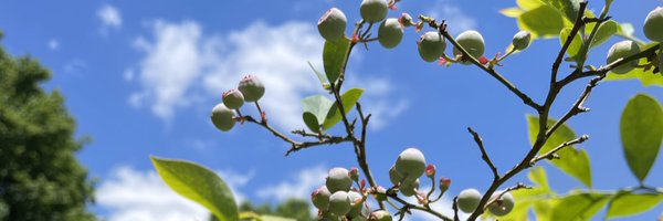 Ape_Ab Profile Banner