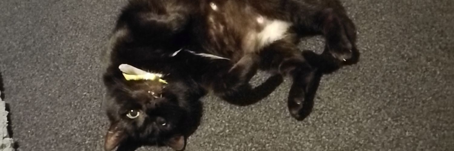 Lizzy Carroll 😼 xx banner